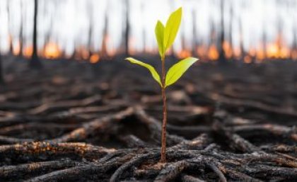 Image: Adobe. A photo of a green sapling growing out of scorched earth.